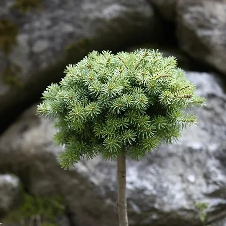 Appartamento Alpenecho Neustift im Stubaital