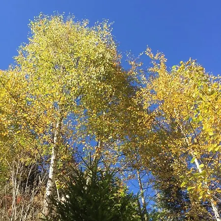 Alpenecho 노이스티프트임스튀바이탈