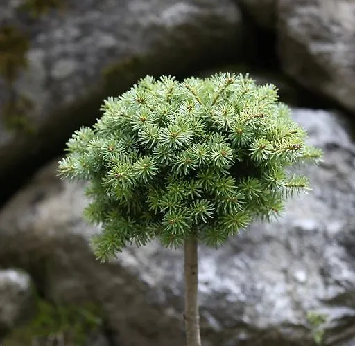Apartment Alpenecho Neustift im Stubaital