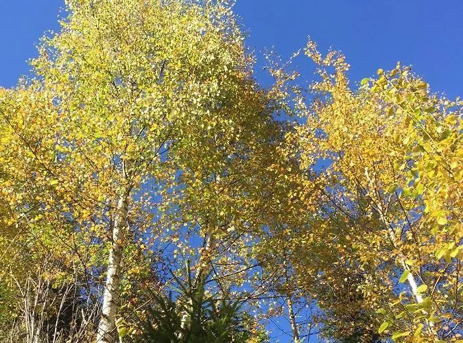 Alpenecho Rehoboth Beach